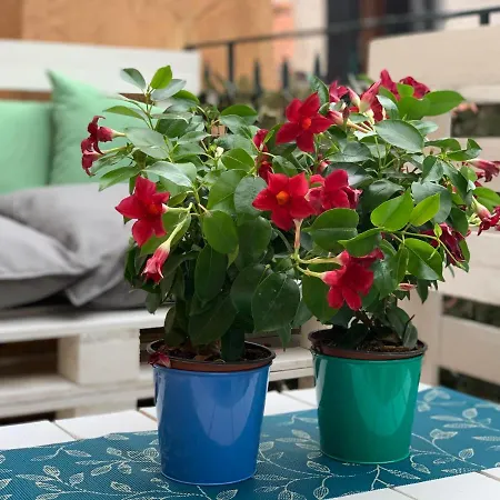 Damiana Apartamento Venecia